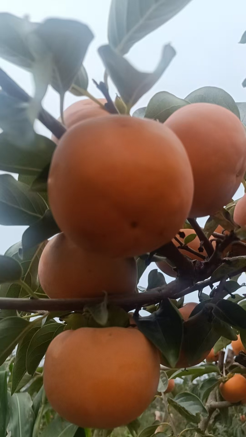 陕西本地精品甜柿/柿子/量大价优/产地直发/欢迎咨询