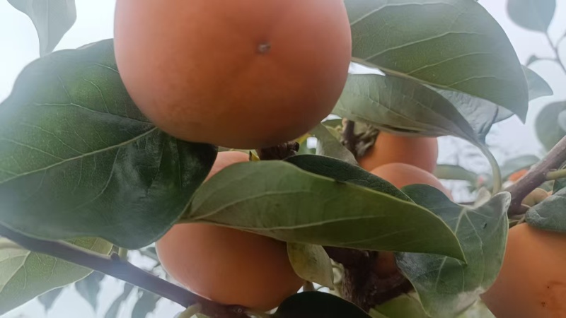陕西本地精品甜柿/柿子/量大价优/产地直发/欢迎咨询