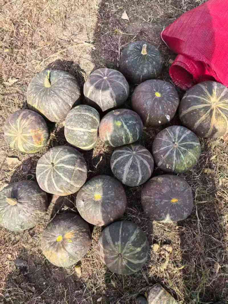 千亩绿皮南瓜九月2号开始供货，加工厂和市场有需要的联系
