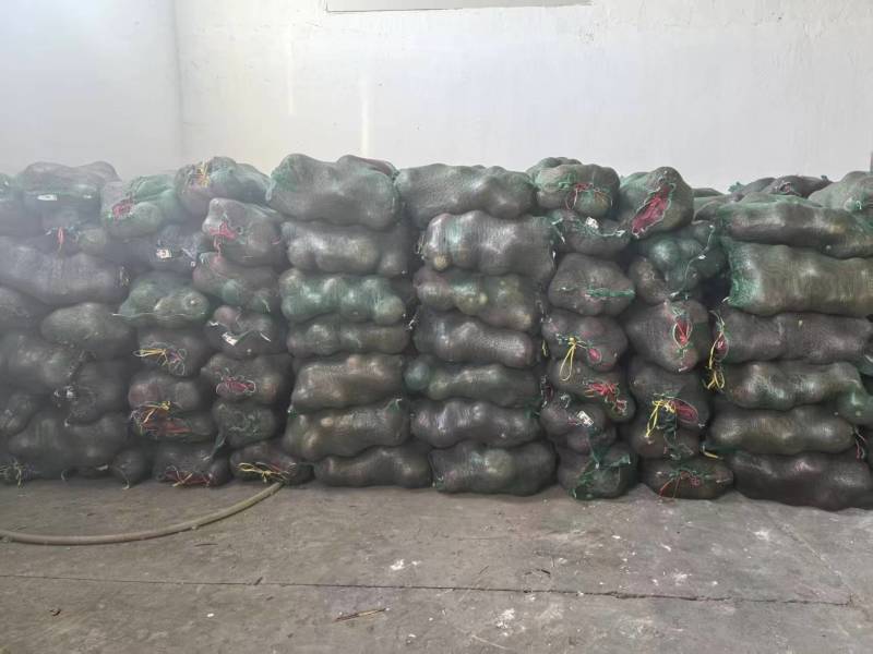 千亩绿皮南瓜九月2号开始供货，加工厂和市场有需要的联系