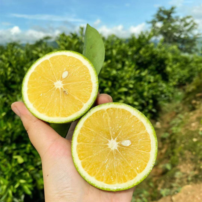 【云南玉溪冰糖橙】当季高山鲜橙甜蜜细腻8新鲜水果