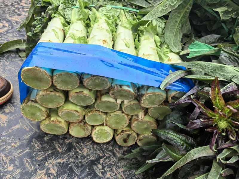 【三青皮莴笋】湖北宜昌基地直发质量保证货源充足全国发货