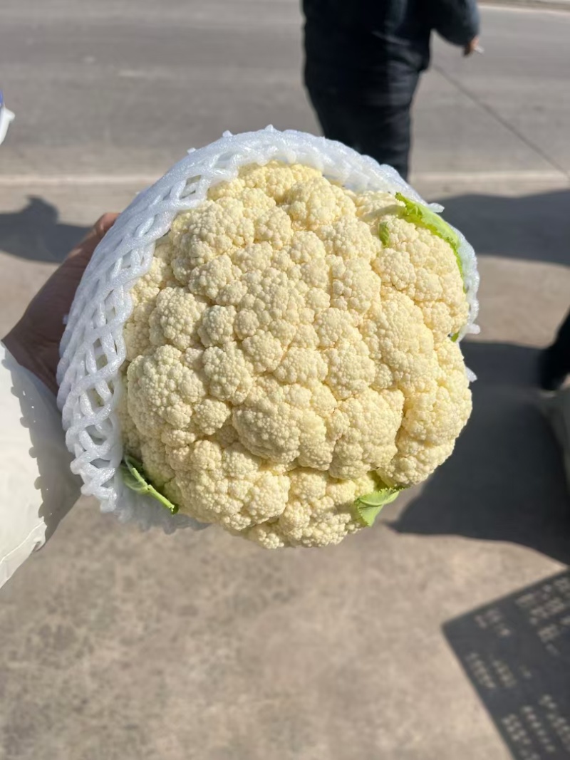 松花菜菜花湖北宜昌基地直供质量上乘一手货源全国发货