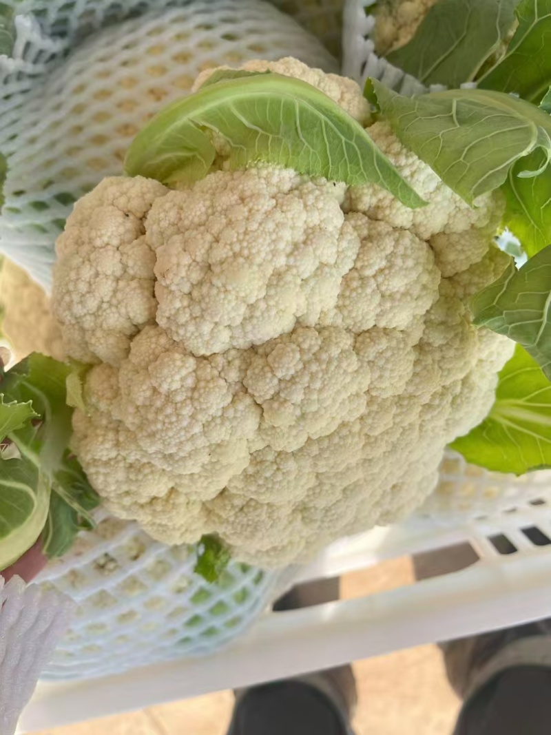 松花菜菜花湖北宜昌基地直供质量上乘一手货源全国发货