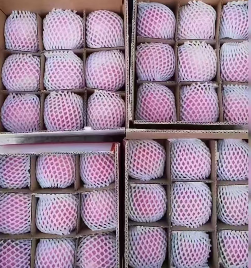 甘肃天水精品红富士苹果/量大价优/可视频看货/欢迎咨询