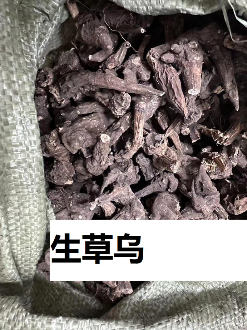 茶树根
