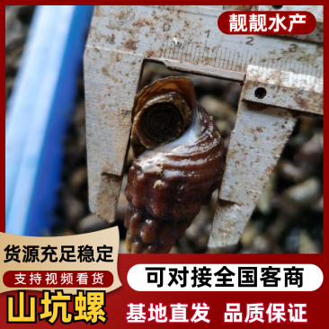 【物美价廉】广西精品山坑螺产地直发保质保量欢迎选购