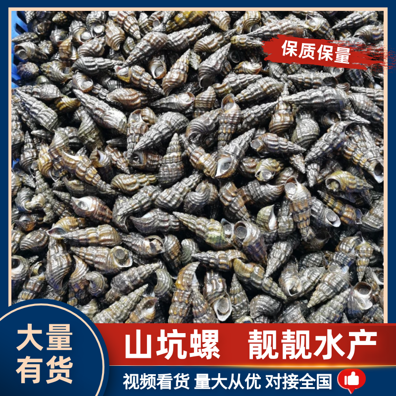 【产地直发】精品山坑螺，保质保量，欢迎前来选购