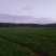 大叶韭菜云南韭菜基地直发量大从优全国发货
