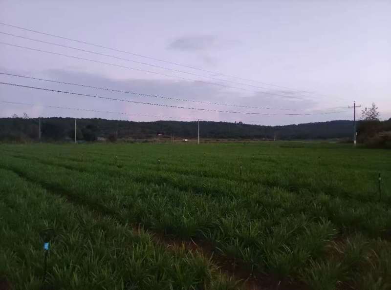 大叶韭菜云南韭菜基地直发量大从优全国发货