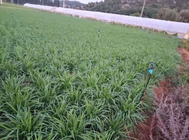 大叶韭菜云南韭菜基地直发量大从优全国发货