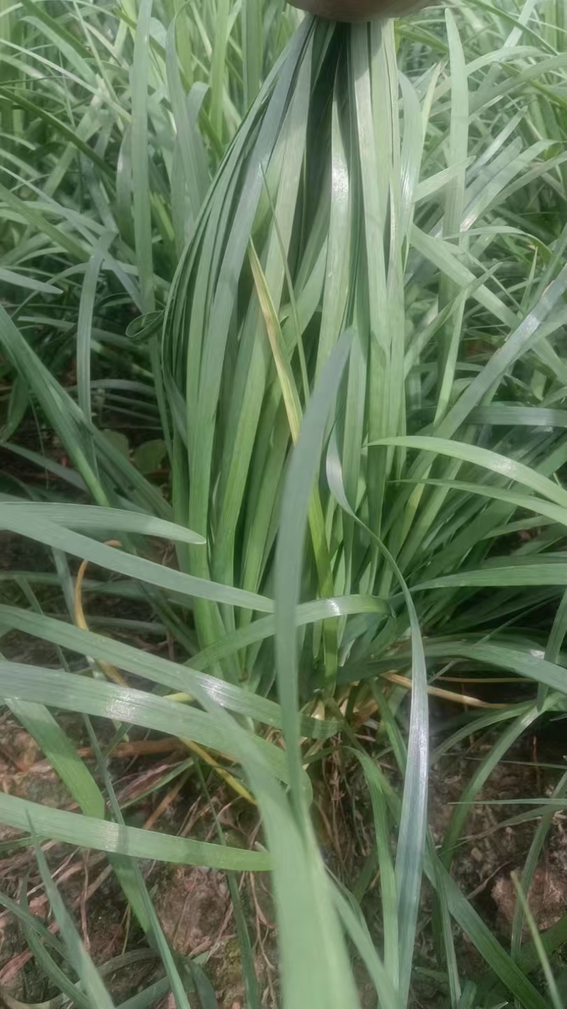 大叶韭菜云南韭菜基地直发量大从优全国发货