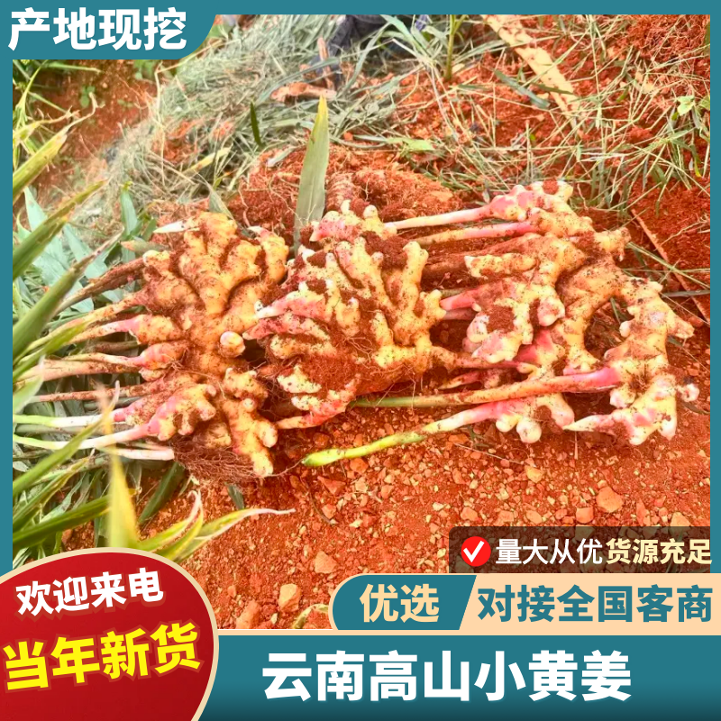 小黄姜2026年云南高山小黄姜二黄姜、全青苗储姜！