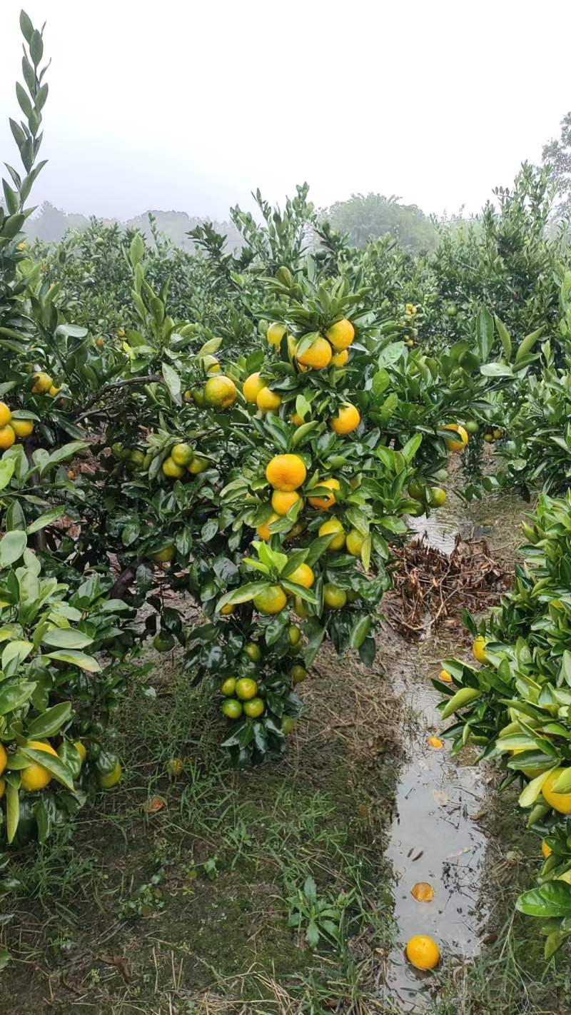 湖南蜜橘品质保证产地直发一手货源诚信经营欢迎合作