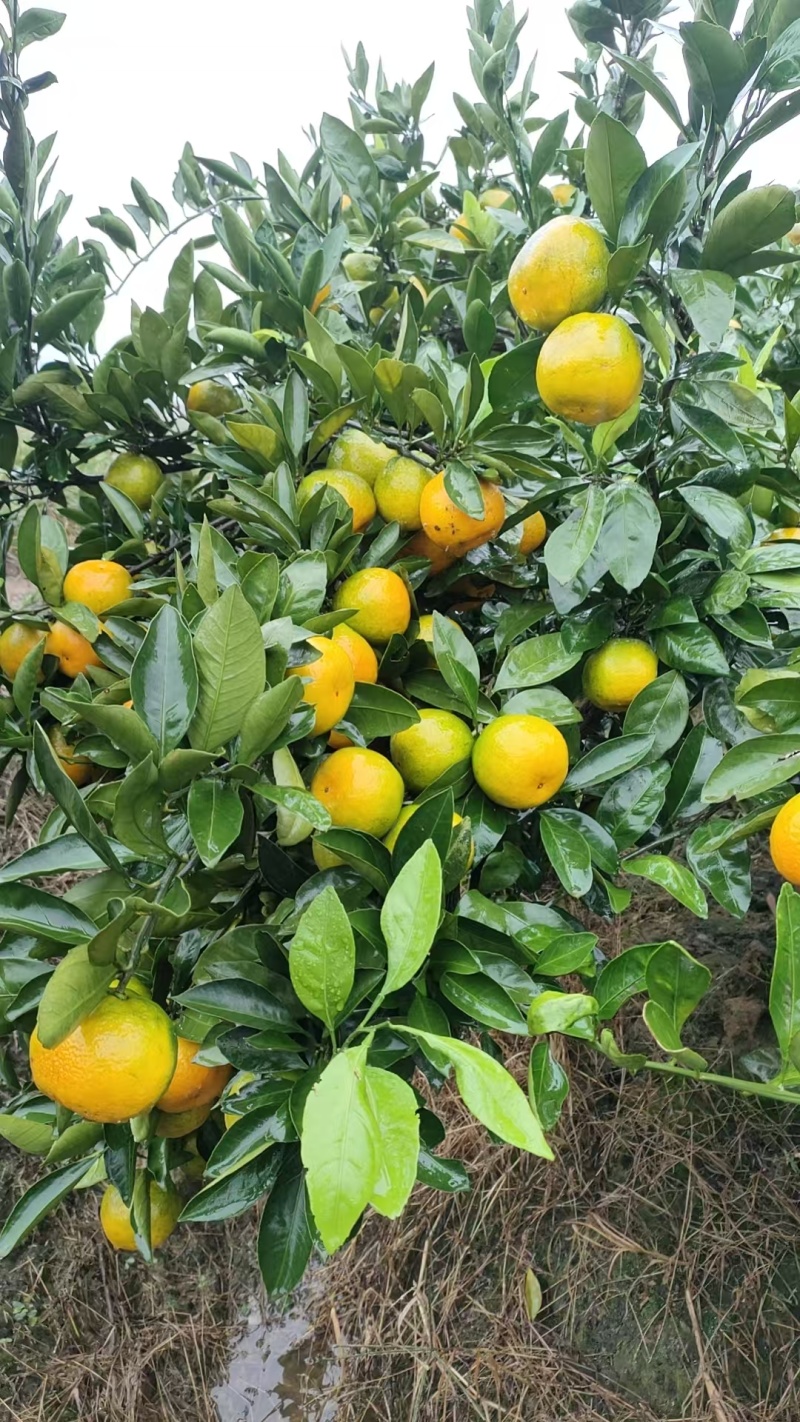 湖南蜜橘品质保证产地直发一手货源诚信经营欢迎合作