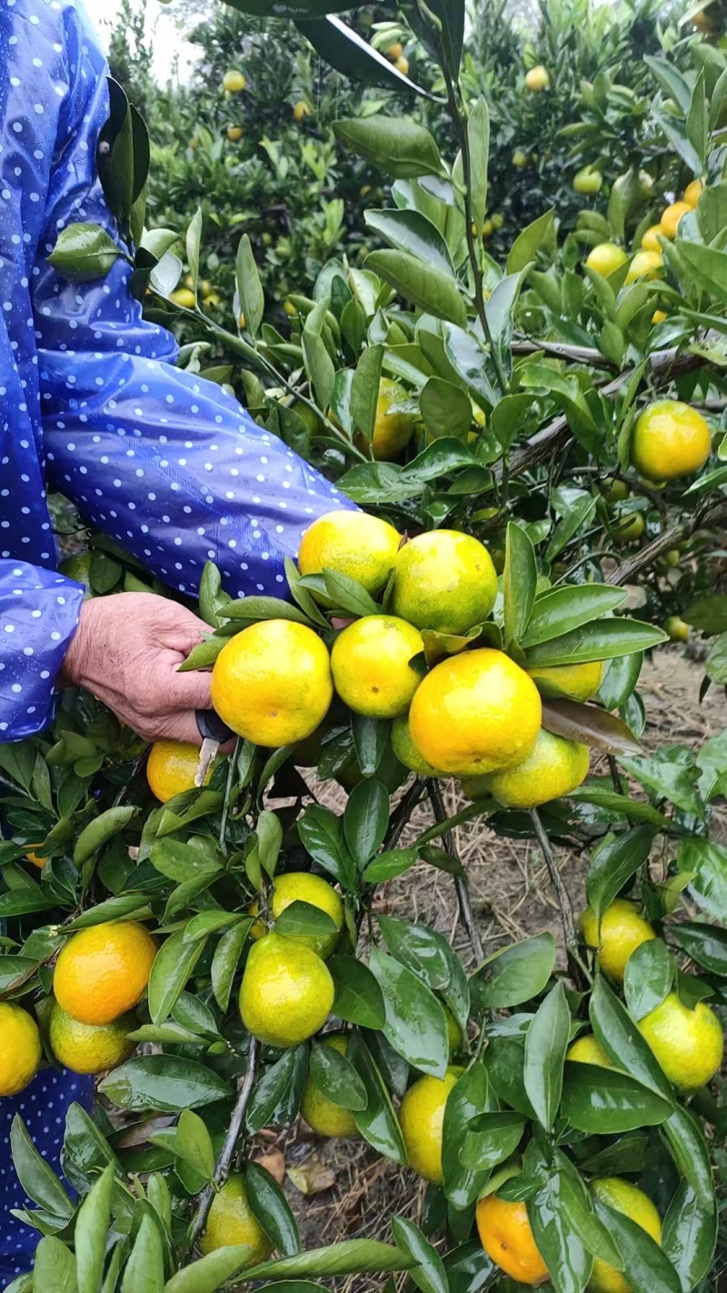 湖南蜜橘品质保证产地直发一手货源诚信经营欢迎合作
