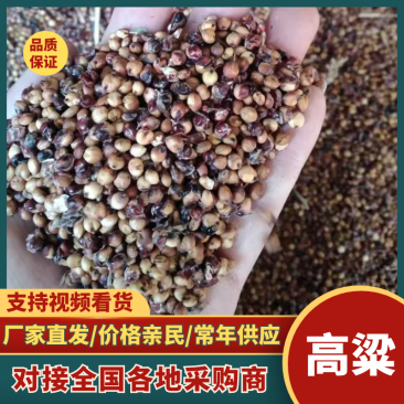 高粱产地直发货源充足精选无杂品质保障对接全国