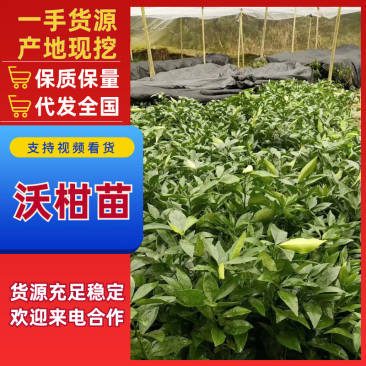 【沃柑苗】091无核沃柑苗包技术指导苗场直发欢迎咨询
