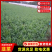 大叶韭菜云南韭菜基地直发量大从优全国发货