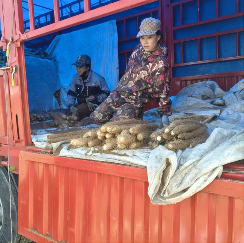 【老板好客】榆林山药白玉山药一手货源可视频看货代发全国