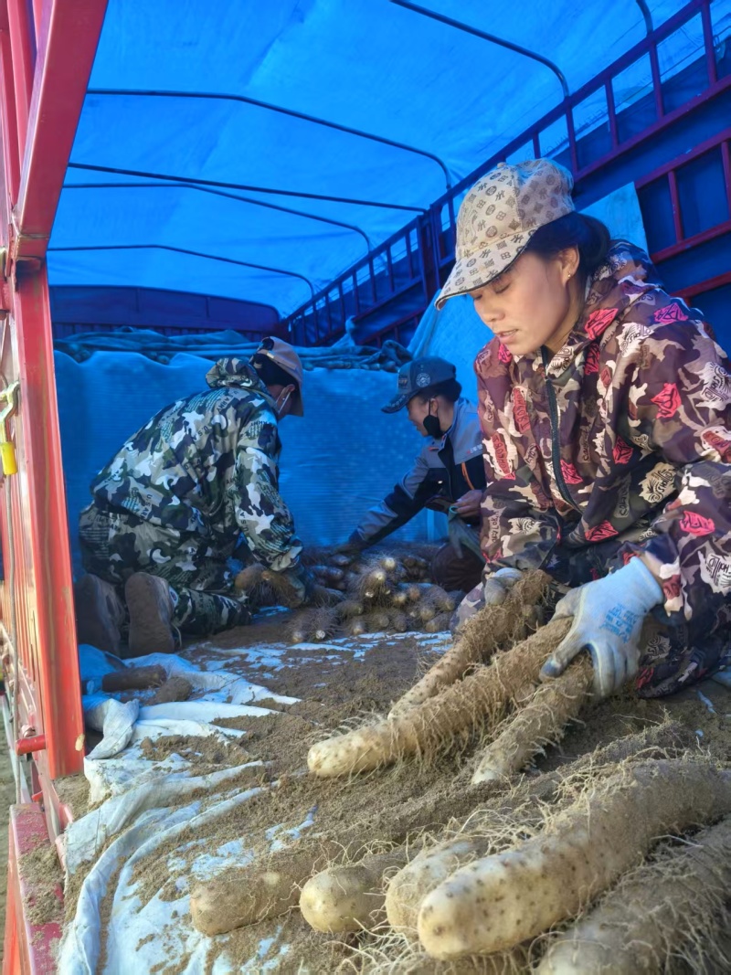 【量大优选】榆林精品山药白玉山药产地一手货源来单