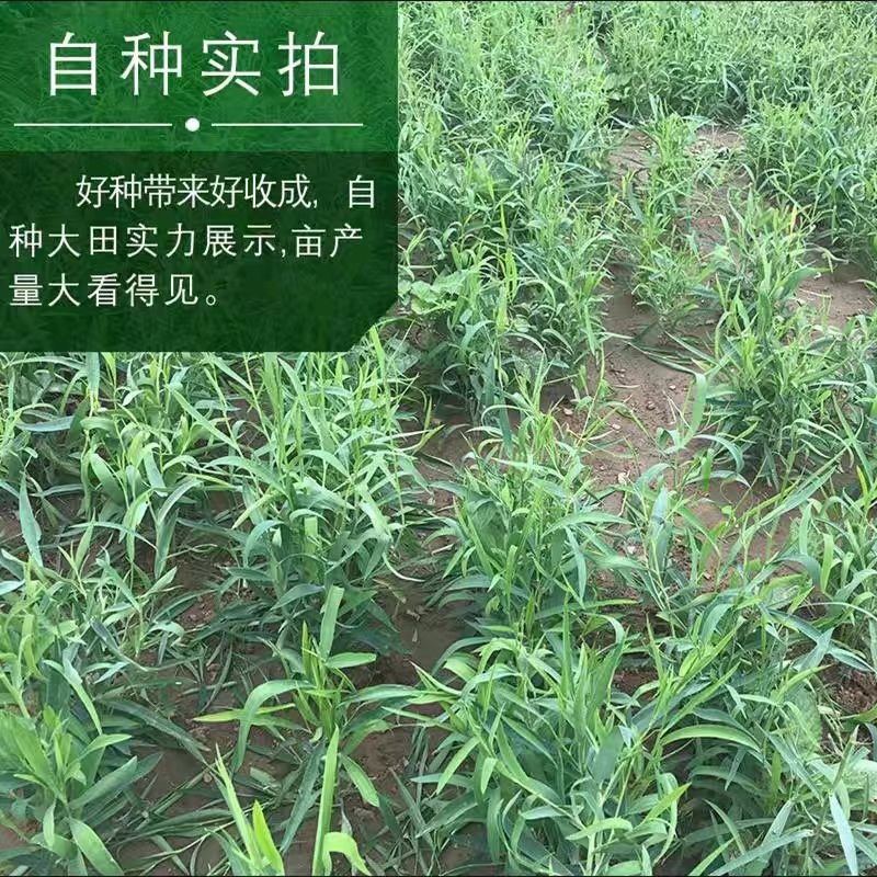 新北柴胡种子耐寒耐旱效益稳定包邮