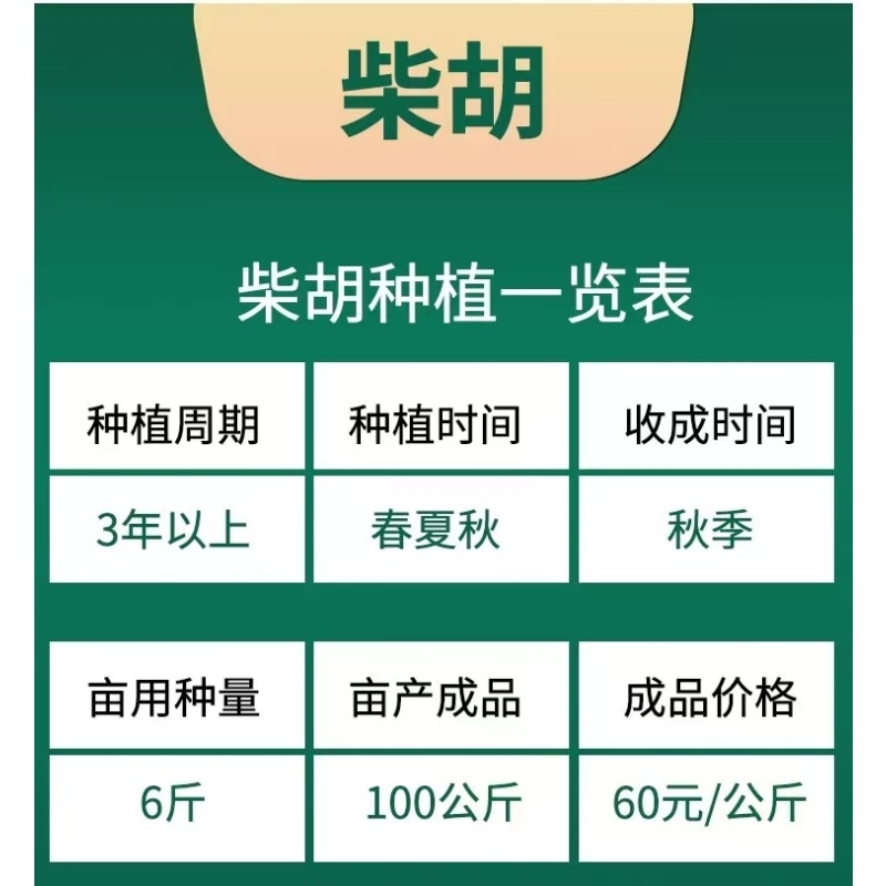 新北柴胡种子耐寒耐旱效益稳定包邮