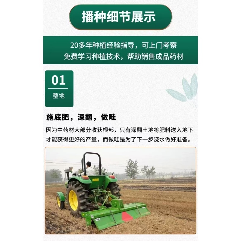 新北柴胡种子耐寒耐旱效益稳定包邮