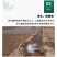 新北柴胡种子耐寒耐旱效益稳定包邮