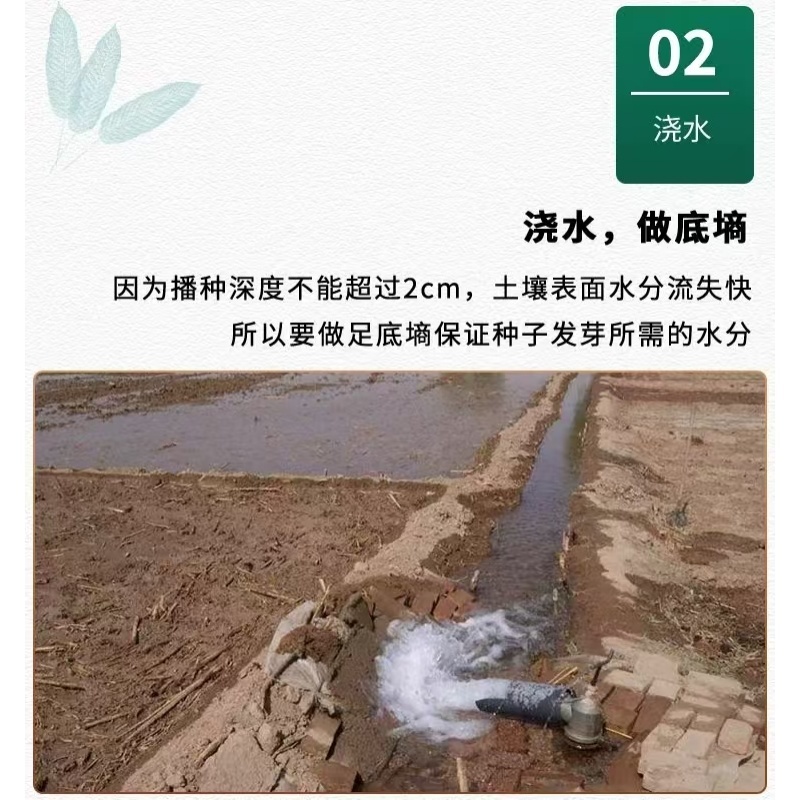 新北柴胡种子耐寒耐旱效益稳定包邮