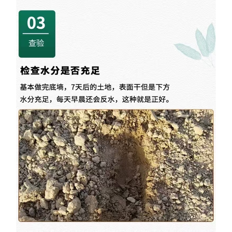 新北柴胡种子耐寒耐旱效益稳定包邮