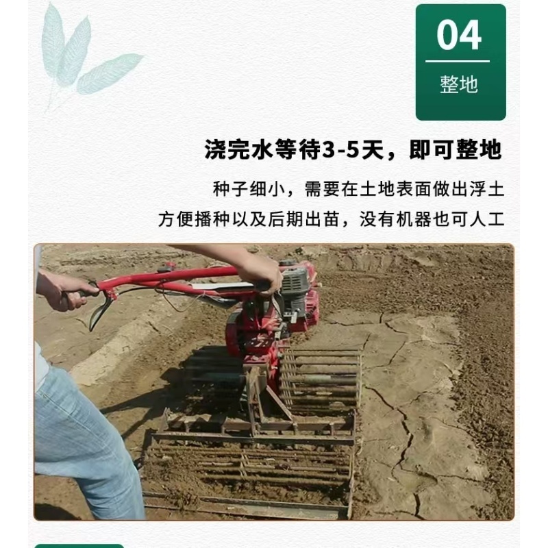 新北柴胡种子耐寒耐旱效益稳定包邮