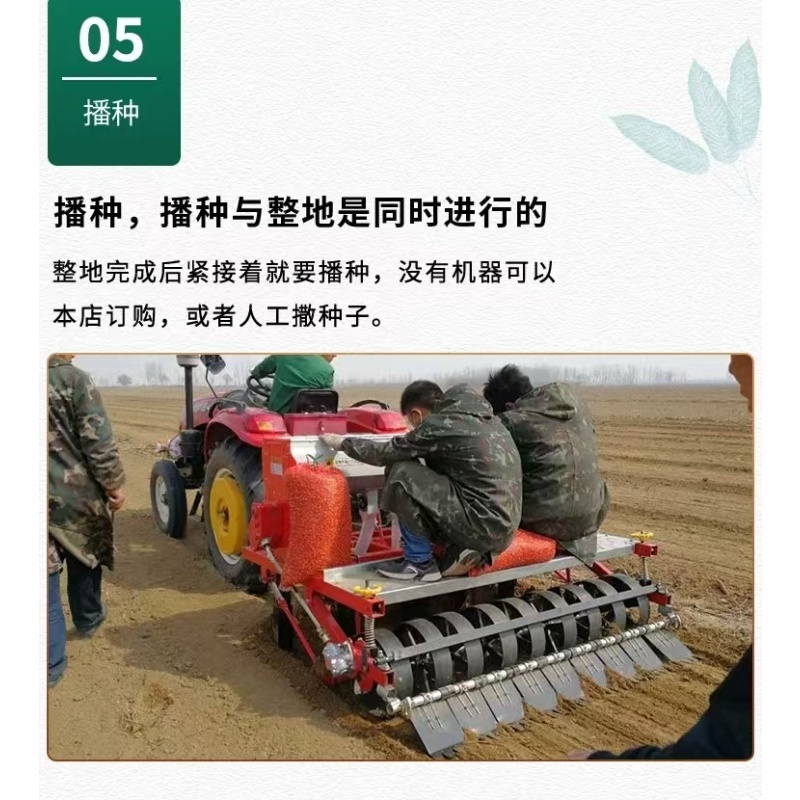 新北柴胡种子耐寒耐旱效益稳定包邮