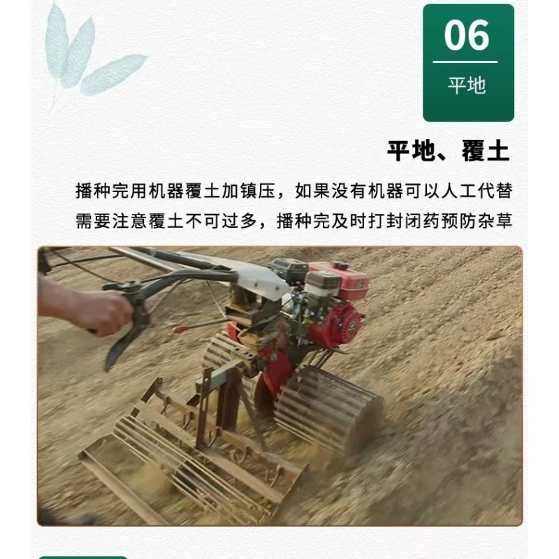 新北柴胡种子耐寒耐旱效益稳定包邮