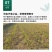 新北柴胡种子耐寒耐旱效益稳定包邮