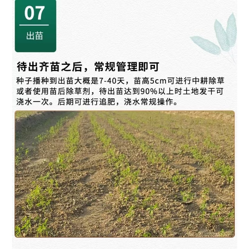 新北柴胡种子耐寒耐旱效益稳定包邮
