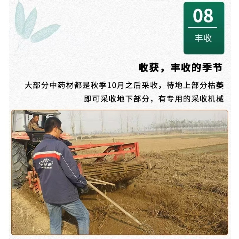 新北柴胡种子耐寒耐旱效益稳定包邮