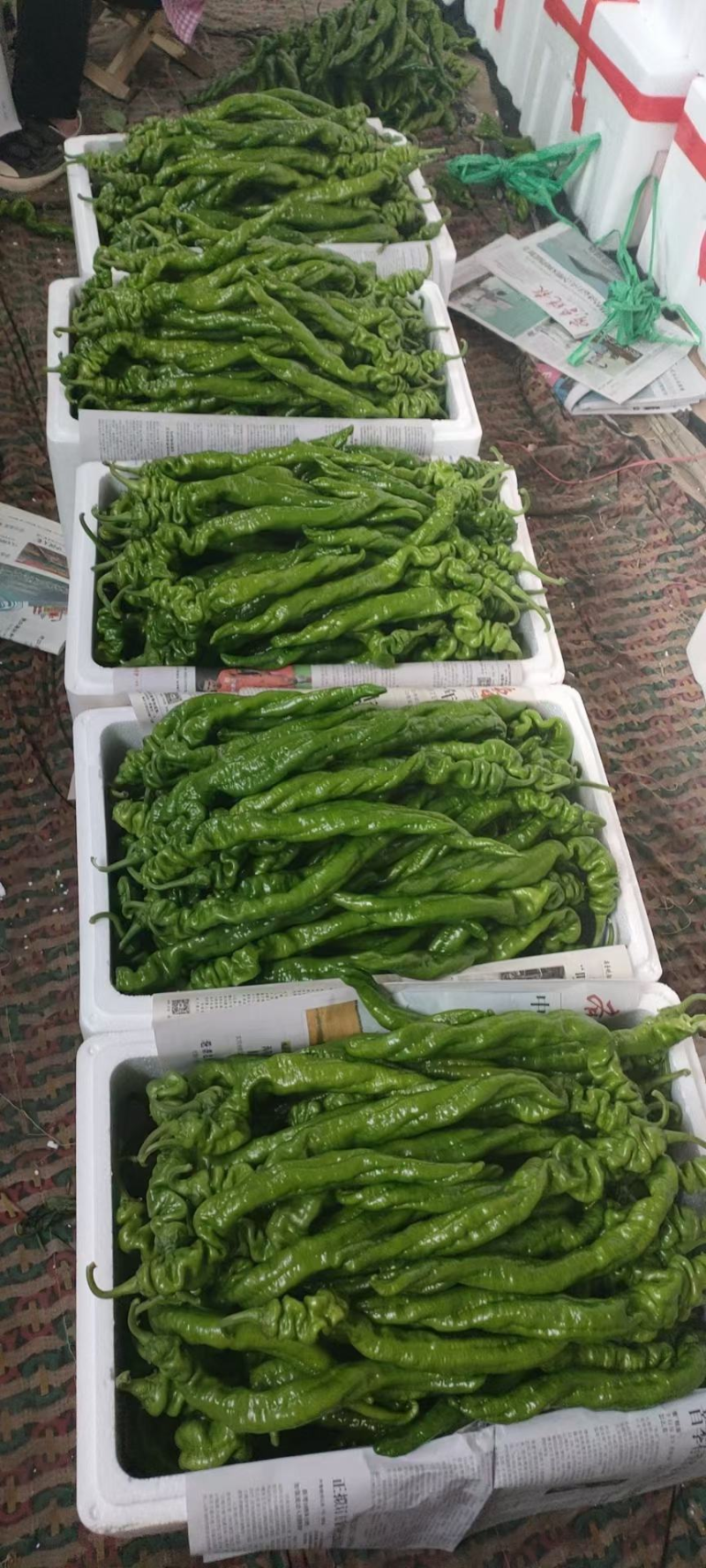 【精选品质】螺丝椒协助装车规格齐全价格合理发整车