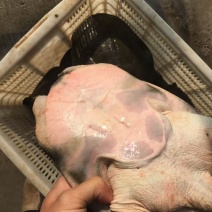 养生食补生态虾头甲鱼***********