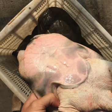 养生食补生态虾头甲鱼***********