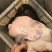 养生食补生态虾头甲鱼***********