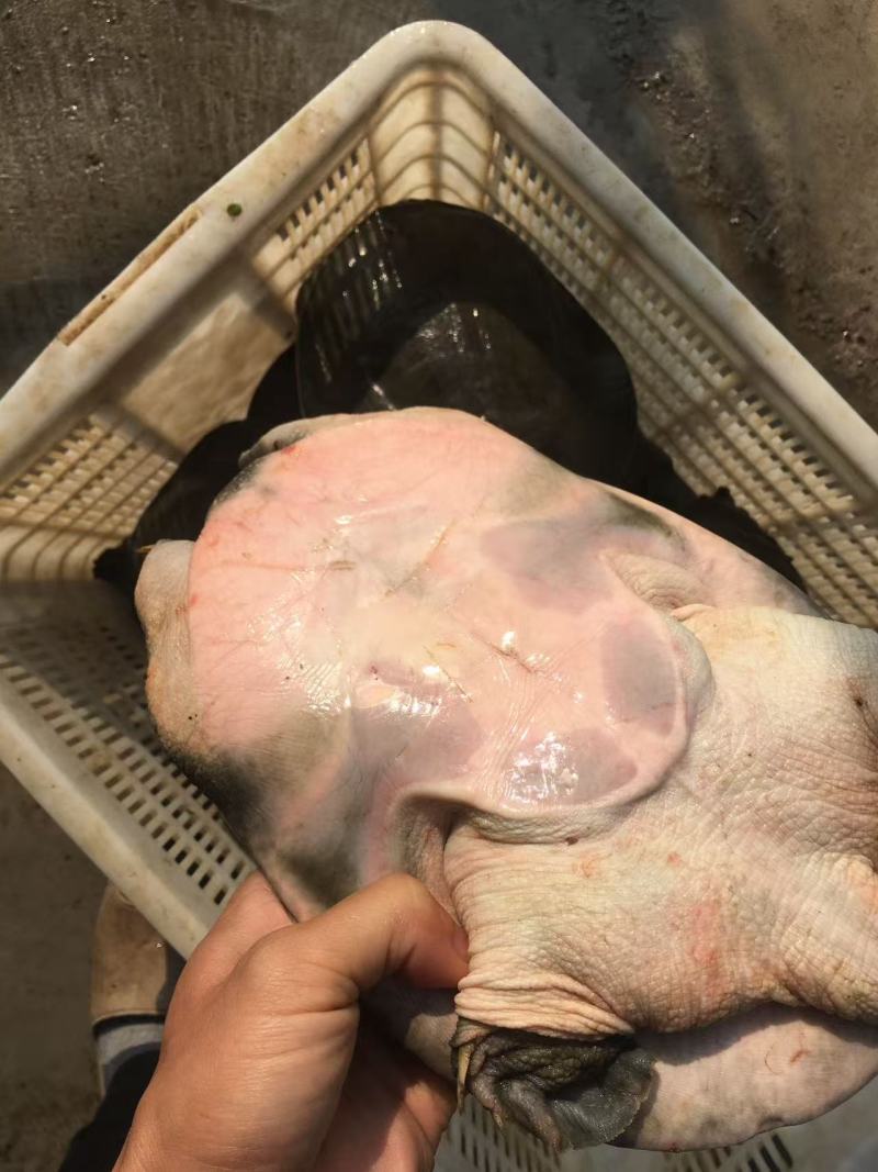 养生食补生态虾头甲鱼***********