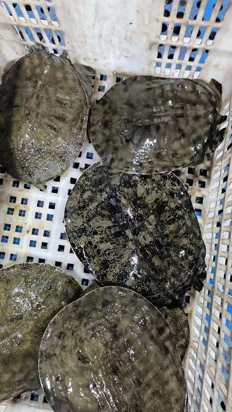 养生食补生态虾头甲鱼***********