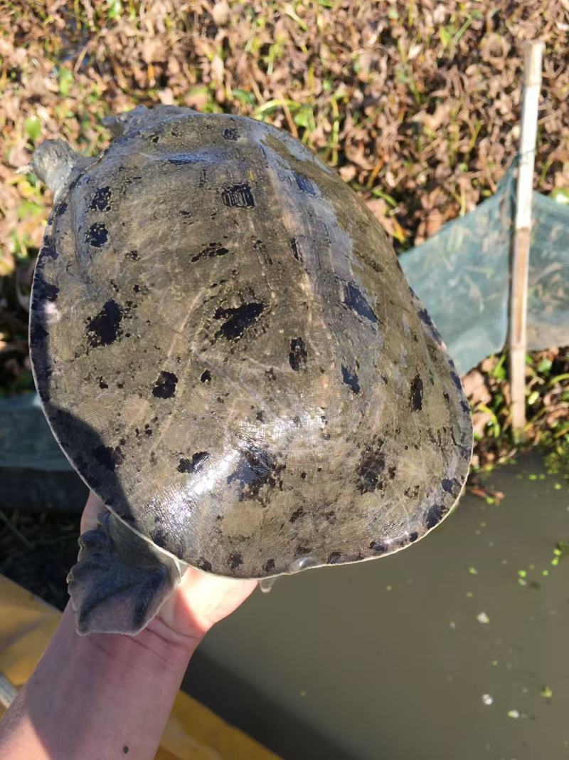 养生食补生态虾头甲鱼***********