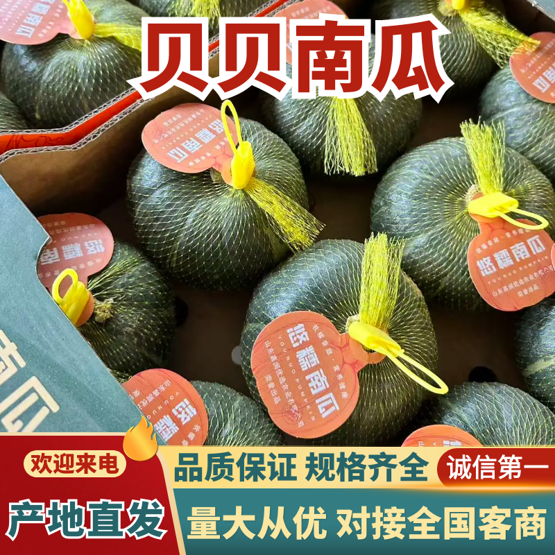 山东潍坊贝贝南瓜核心产区直发可按需配货欢迎来电咨询