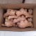 生姜山东生姜大量上市，量大价格从优，可视频看货