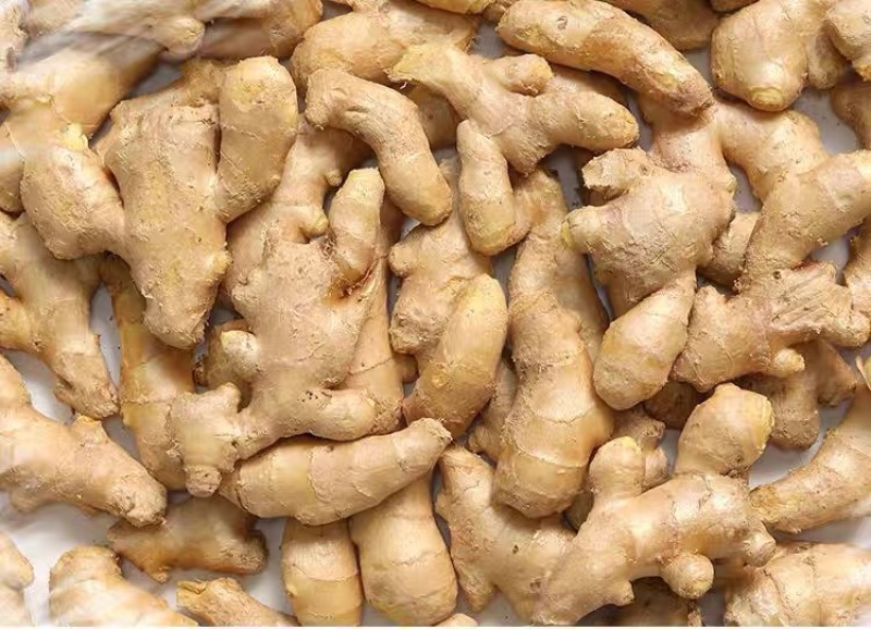 生姜山东生姜大量上市，量大价格从优，可视频看货