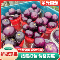 【实力推荐】山东寿光紫光圆茄产地直销量大从优可视频看货