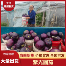 圆茄紫光圆茄山东寿光精品茄子产地直销可对接各大电商平台