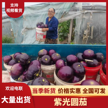 圆茄紫光圆茄山东寿光精品茄子产地直销可对接各大电商平台